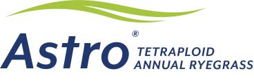 Astro tetraploid annual ryegrass