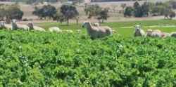 Sheep grazing a brassica crop