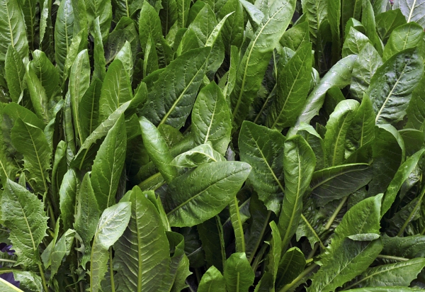 Close up on the leaves of a chicory crop