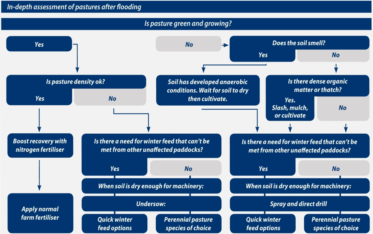 Process diagram showing decisions to be made about pastures after flooding