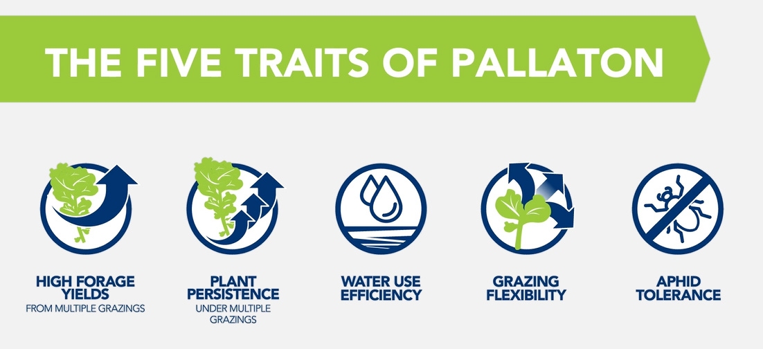 Image showing the 5 traits of Pallaton Raphno - high forage yields, plant persistence, water use efficiency, grazing flexibility and aphid tolerance