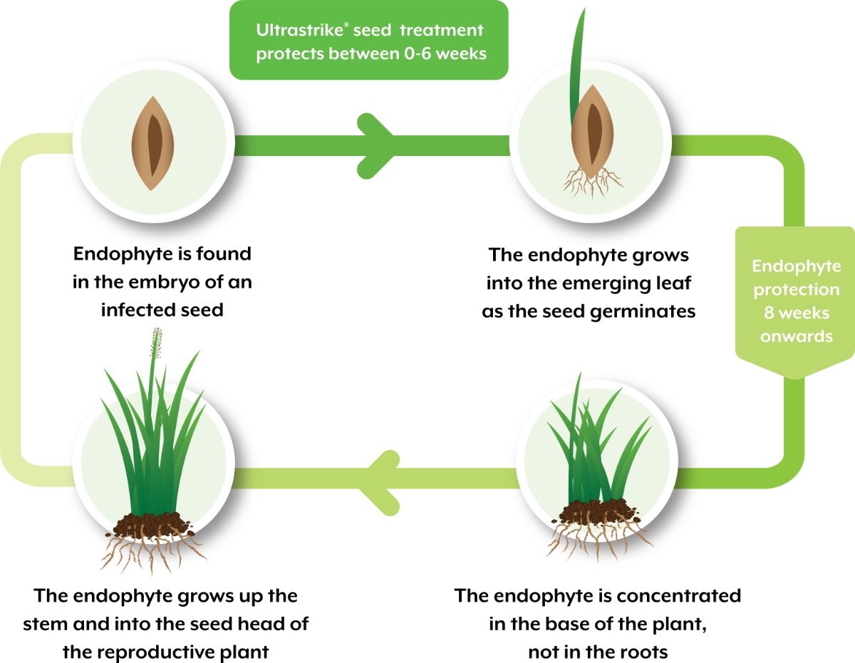 Image showing the endophyte role in the growth process from seed to mature grass plant