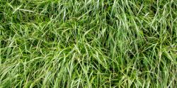 Close up of ryegrass pasture in a paddock