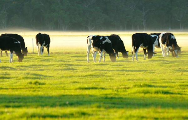 Dairy cattle grazing on pasture in a paddock