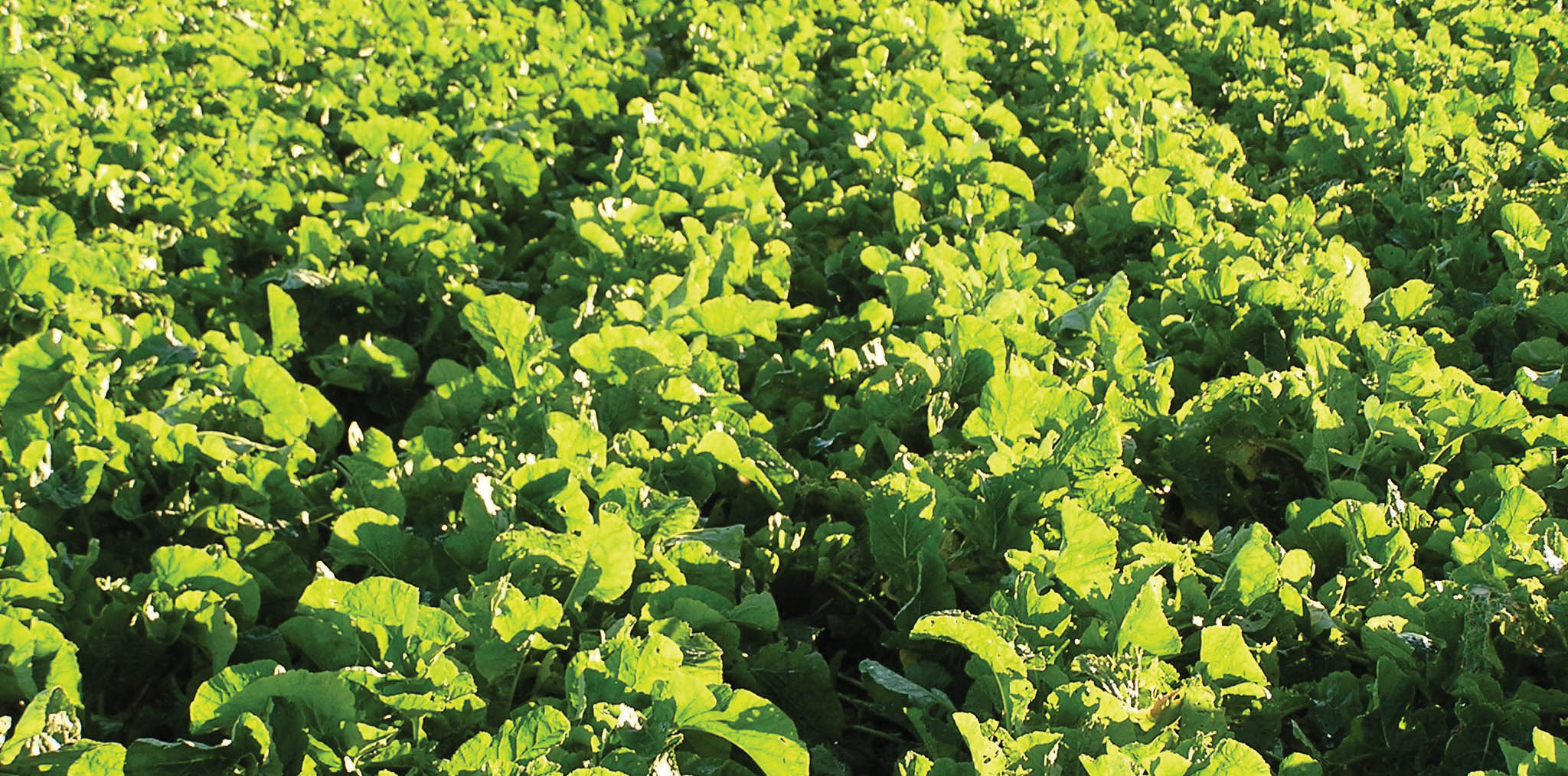 Growing & Grazing Brassica PGG Wrightson Seeds Australia