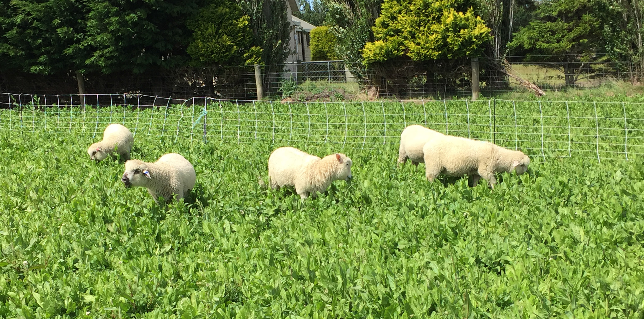 Five sheep grazing a Rocket Fuel (chicory/clover mix) crop