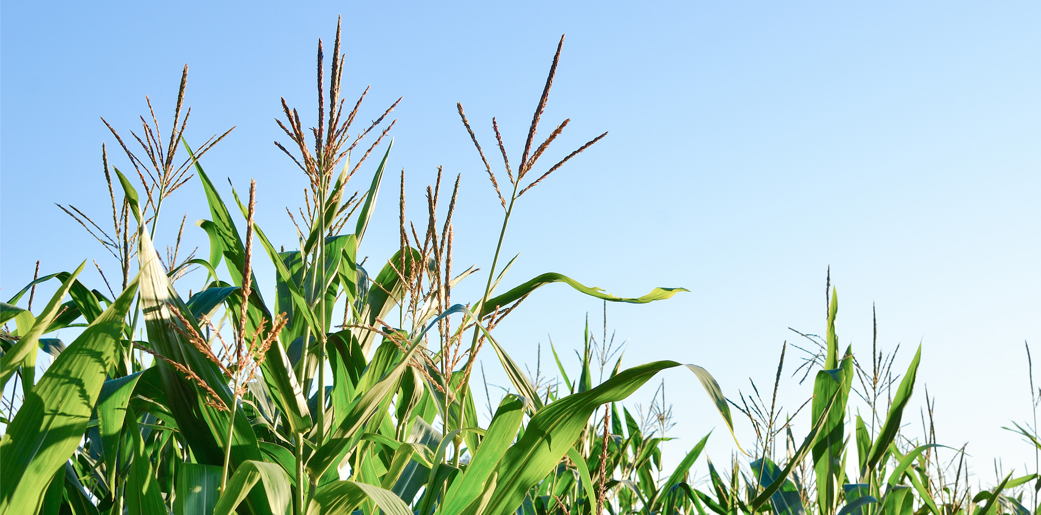 Maize crop with tassels against a blue sky