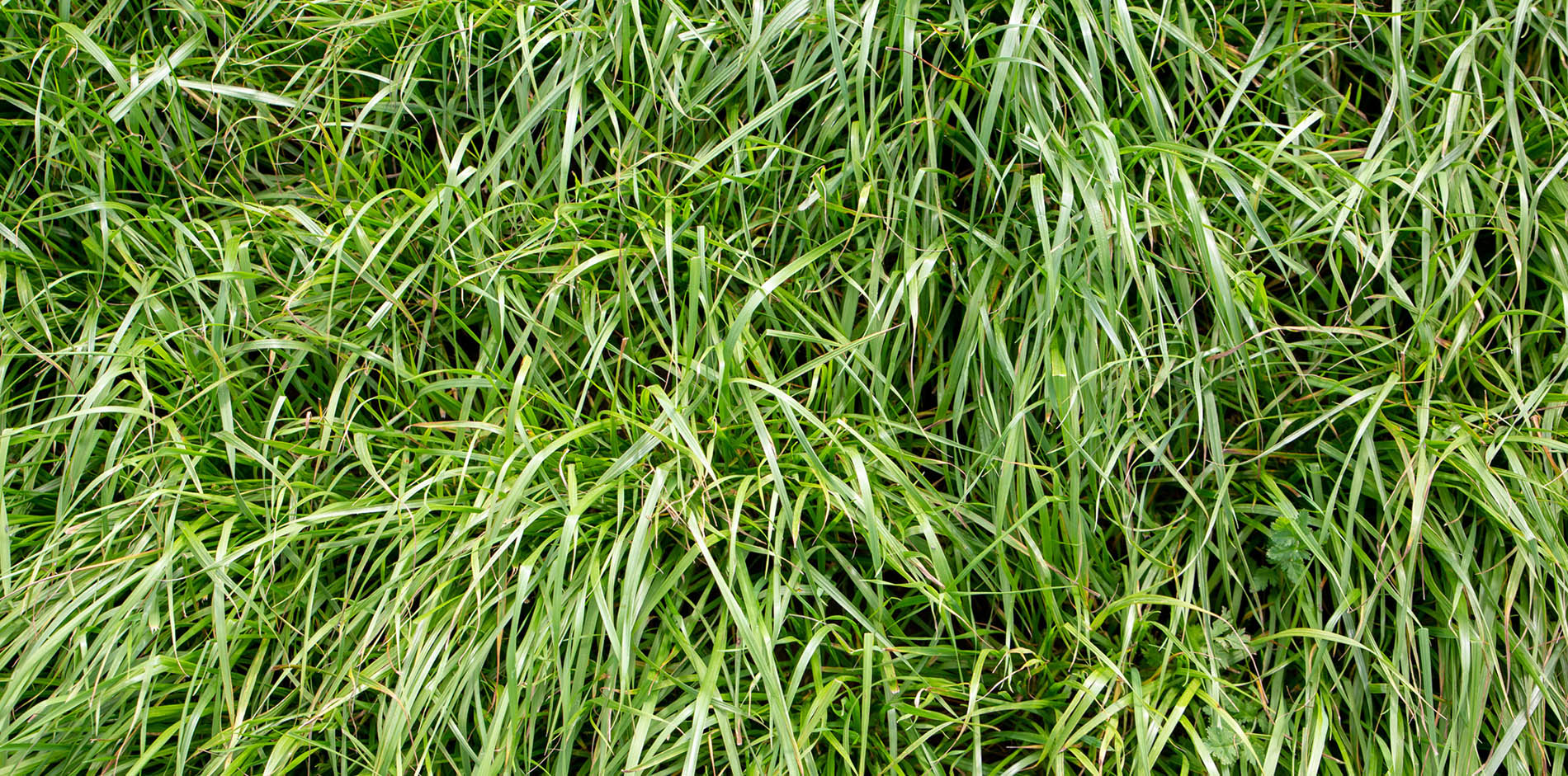 Close up of ryegrass pasture in a paddock