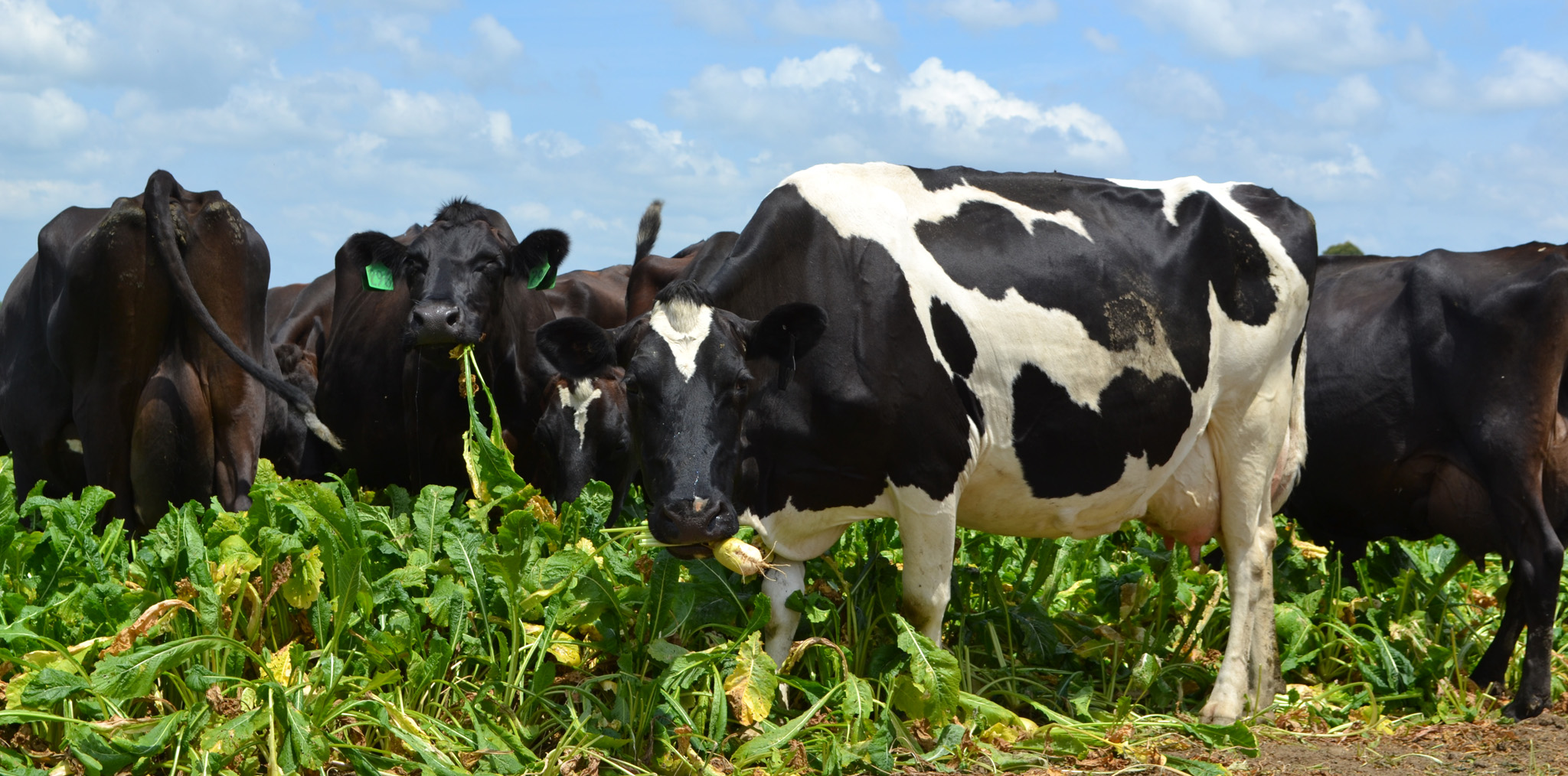 Dairy cattle grazing on brassica crop